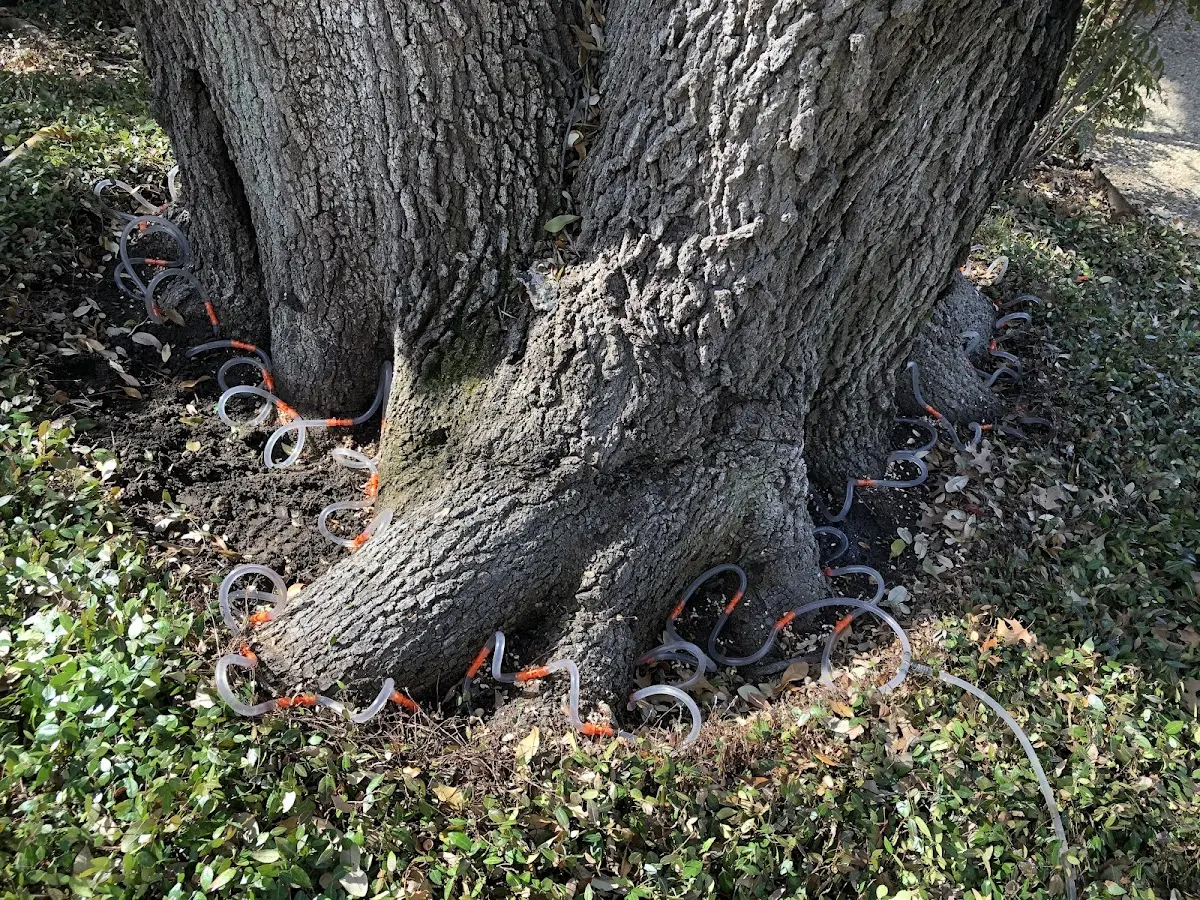 Detailed Tree Cabling and Bracing job site in Thetford Center