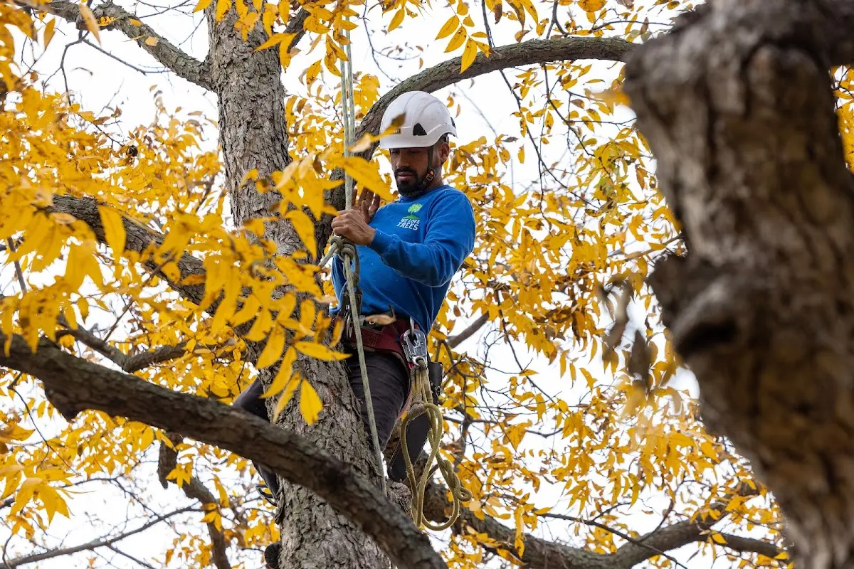 Skilled Storm Damage Cleanup crew working in Thetford Center