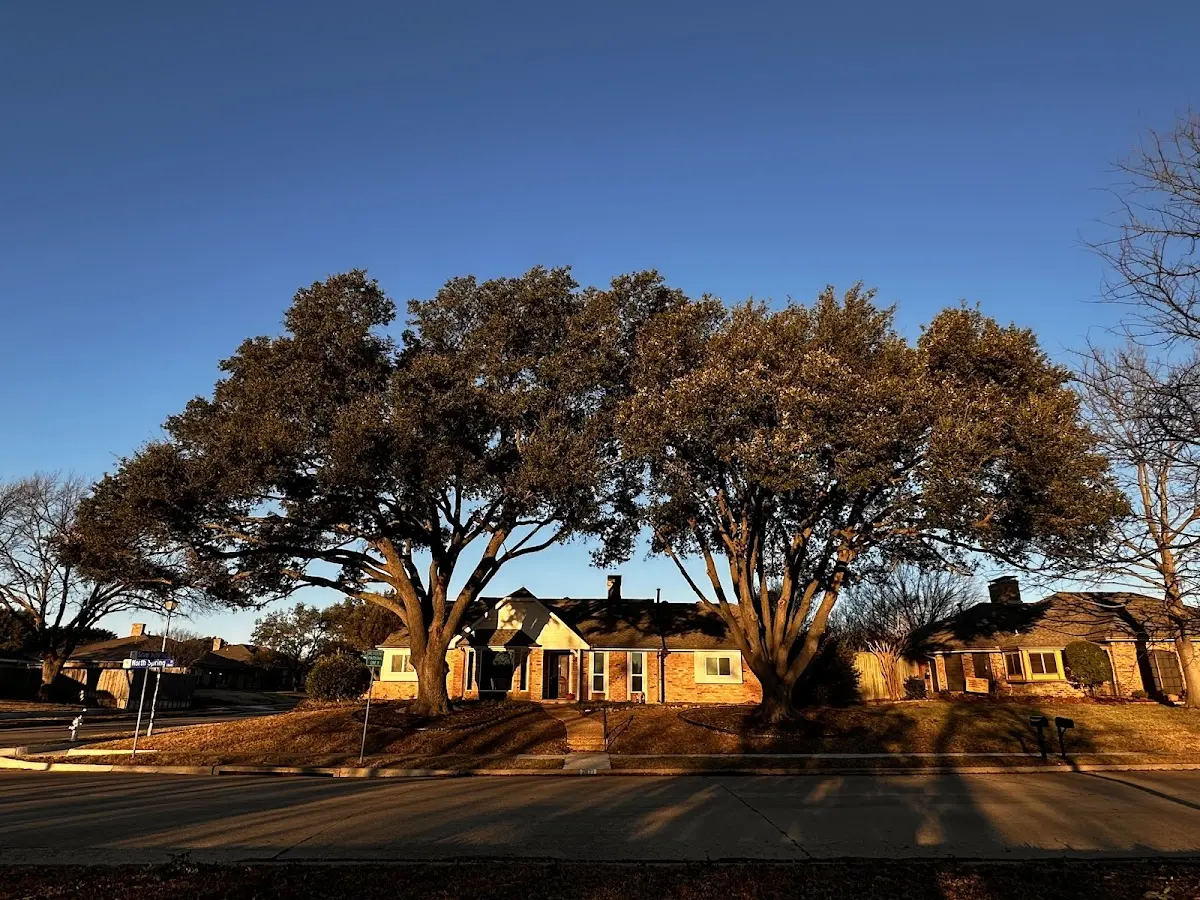 Established residential canopy tree shading a home in Thetford Center